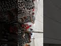 Bayazi OBaba BenoMama Ukuthi Ngiyisangoma VumaMngoma