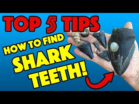 HOW TO FIND SHARK TEETH  [Top 5 Tips]  PROFESSIONAL ADVICE!!