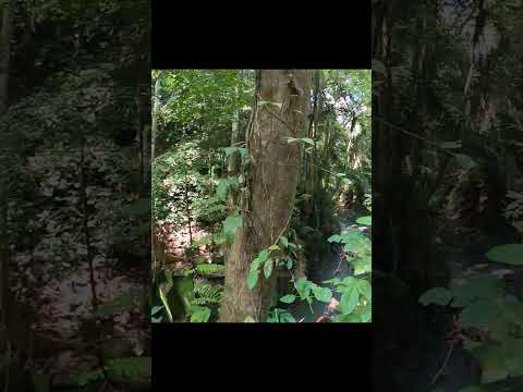 Cachoeira Kanto Lampo