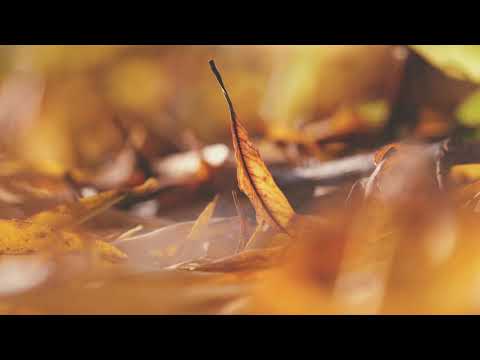 8Dio Score This – Eris Kuiper – Spring coming