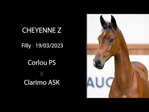 Cheyenne Z (Corlou PS x Clarimo ASK)