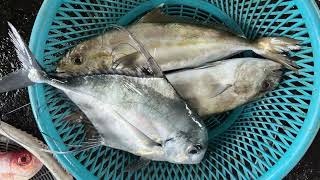 南方澳魚市場+粉鳥林定置漁場買🐟2025年元月24日【下午場】