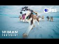 Sled Dogs: The Most Extreme Distance Athletes on Earth