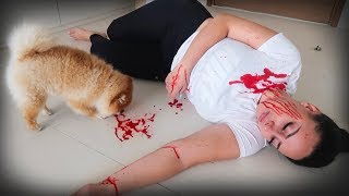 FAKING MY DEATH IN FRONT OF MY DOG!! 😂(FUNNY DOG REACTION)