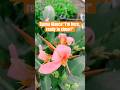 #RainPoint|🌸#Canna Glauca:“I’m here,ready to cheer!Dazzle #garden frill”#flowers #tech#plants#shorts