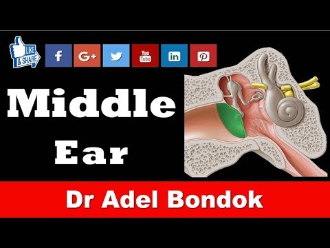 Anatomy of the Middle Ear,  Dr Adel Bondok