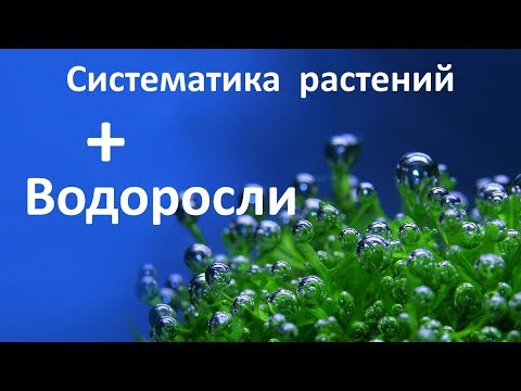15. Водоросли (6 класс) - биология, подготовка к ЕГЭ и ОГЭ 2018