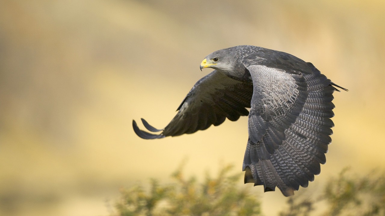 Avian Body Systems