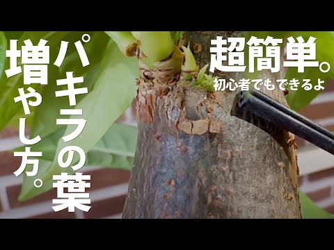 私のパキラがうまく水やりをしているかどうかを知るにはどうすればよいですか?金のなる木へのメンテナンス