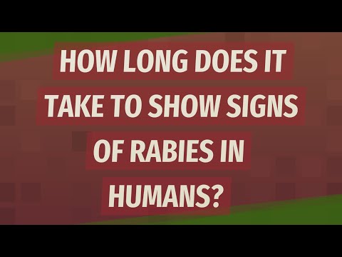 How long does it take to show signs of rabies in humans?