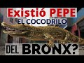 PEPE EL COCODRILO DEL BRONX DE BOGOTÁ There Was A Crocodile In The Bronx Of Bogota Colombia 112