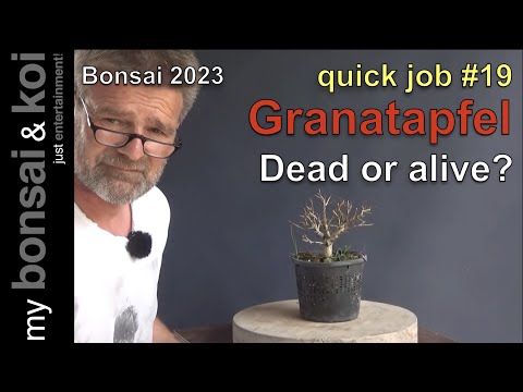 Bonsai 2023-52 - quick job #19 - Granatapfel - Totgesagte leben länger oder doch nicht