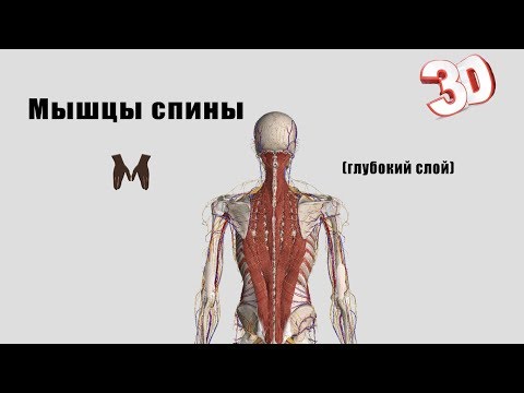 Чем полезна голубая глина для организма для суставов коленей Не оперативное лечение грыжи позвоночника