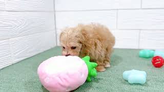 ハーフ犬の動画01