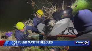 150 pound mastiff rescued