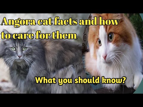 Turkish angora cat, Unique Facts About Angora Cats and how to care for them, you should know!