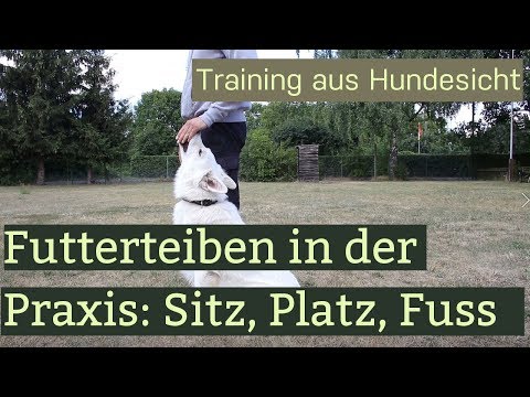 Erste Schritte im Hundetraining - Futtertreiben, Sitz, Platz, Fuss laufen