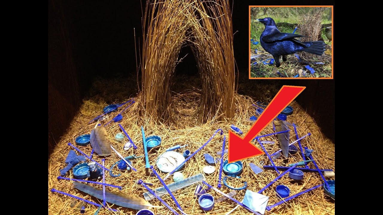 This strange bird makes actual art