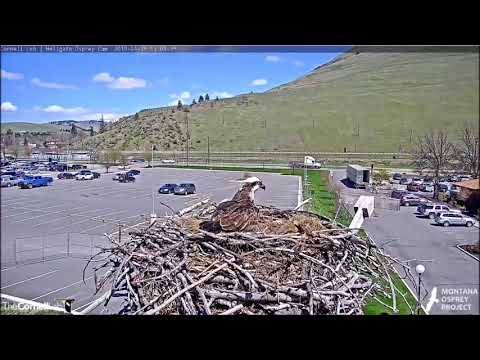 Hellgate Canyon Ospreys ~ After 2 Days, Iris Finally Gets A Fish, April 29, 2019