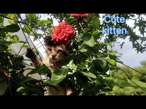 Cat videos ll Baby Kitten Calling Mom ll Cat Funny video