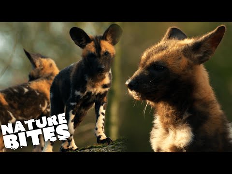 Can Pup Sibling Save the Runt of the Litter? | African Painted Dogs | The Secret Life of the Zoo