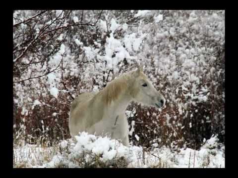 White Horses Prelude