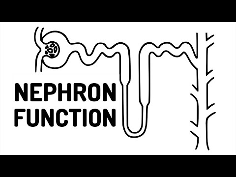 FUNCTION OF THE NEPHRON made easy!!