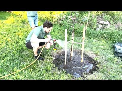 Trädexperten Hans Lyman ger planteringstips – Sundsvall vill plantera 400 träd under jubileumsåret