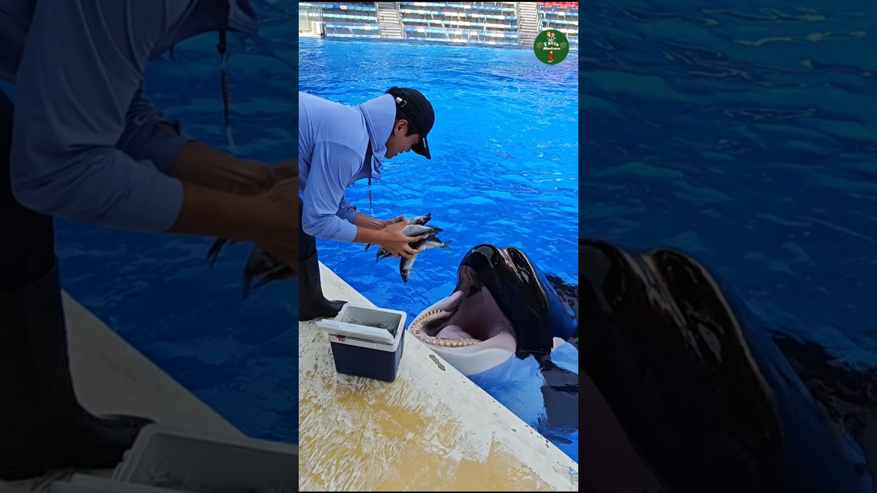 Why Are Orca Fed This Way #shorts #ytshorts