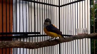 Download lagu Kemade Bunga Api Gacor Cocok Untuk Masteran JADIKAN kemade mu RAJIN BUNYI mp3 Download lagu Kemade Bunga Api Gacor Cocok Untuk Masteran JADIKAN kemade mu RAJIN BUNYI mp3