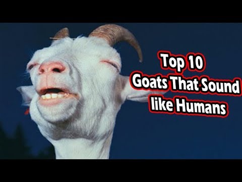 top 10 goats yelling like humans (animals that sound like humans)