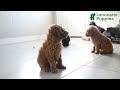 Standard Poodle dogs for sale: Vixen - Video 1