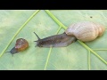 Euglandina rosea Rosy Wolfsnail vs. Mesomphix globosus Globose Button Snail