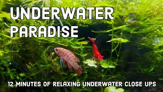 Underwater Paradise. Best planted set up for Cherry Shrimp. Nano Aquascape (12 inch)