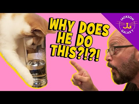 Make it Stop! My Cat Keeps Drinking My Water! - YouTube