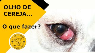 OLHO DE CEREJA / BOLINHA NO OLHO DO CACHORRO: O que é e como tratar
