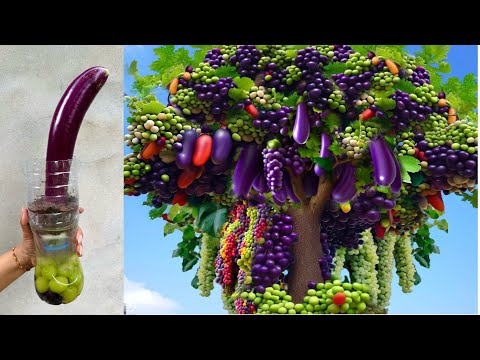 , title : 'Unique Technique: for grafting eggplant with grapes fruits Using Aloe Vera Gat amazing results'