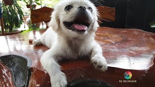 Download lagu Baby Dogs Cute and Funny Dog s Compilation Dj Mass... mp3