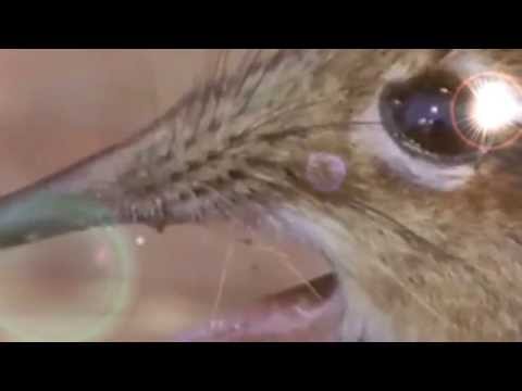 download lagu mp3 mp4 Sing My Angel, download lagu Sing My Angel gratis, unduh video klip Sing My Angel