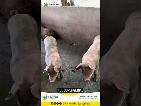 🐷🌱 Más oportunidades para nuestras familias castillenses🤝✨