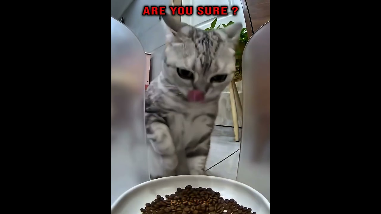 When cats are hungry 🗿 #cat #catshorts #trollfaceedit