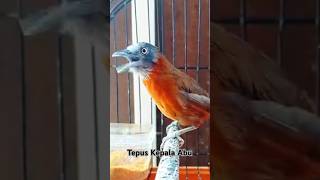 Download lagu Masteran Tepus Kepala Abu mp3