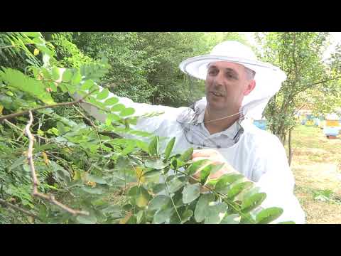 Boja meda ep. 79 10.09.2019. Ivan Milošević, Kalište, bolesti pčela, Tatjana Mrdak, Sivac