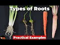 Types Of Roots