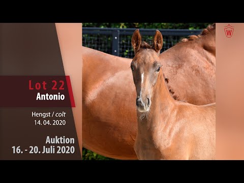 Westfälische Online Auktion 16. - 20. Juli: Lot 22 Antonio Hengst v. Arcachon NRW - Wolkentanz