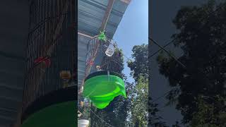 Download lagu Kita Gas Cari & mikat Burung Sogon Depan Rumah Bro #burung #kicaumania #qinarabanyuwangi mp3