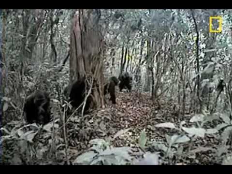 ridiculous gorilla's chest beating sound