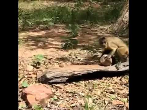 Asadharon buddhi bandorer.