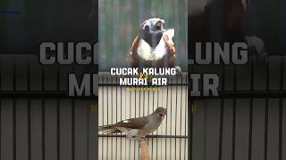 Download lagu MASTERAN TEMBAKAN KASAR TEPUS LEHER PUTIH VS MURAI AIR MANCUR GACOR mp3 Download lagu MASTERAN TEMBAKAN KASAR TEPUS LEHER PUTIH VS MURAI AIR MANCUR GACOR mp3