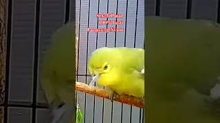 Download lagu Pancingan Sirtu Pikat Paling Jitu Sekali Putar Cipoh Diam100%Pasti Langsung Nyaut#sirtugacor #Shorts mp3